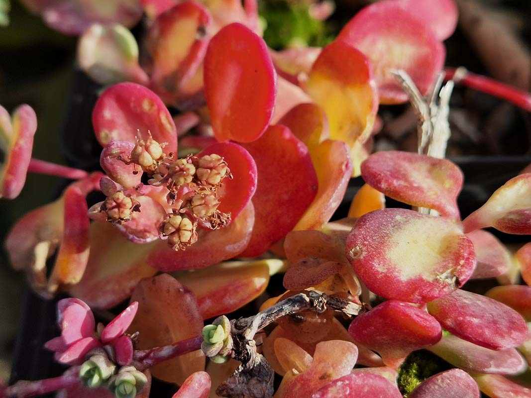 Sedum sieboldii 'Mediovariegatum'
